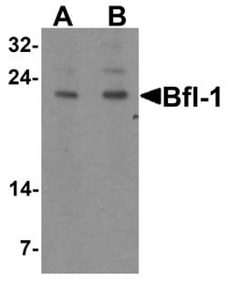 Invitrogen BCL2A1 Polyclonal Antibody 100 &mu;g; Unconjugated:Antibodies,