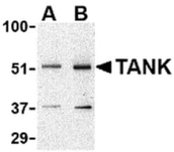 Invitrogen TANK Polyclonal Antibody 100 &mu;g; Unconjugated:Antibodies,