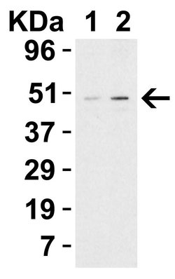 Invitrogen TIP47 Polyclonal Antibody 100 &mu;g; Unconjugated:Antibodies,