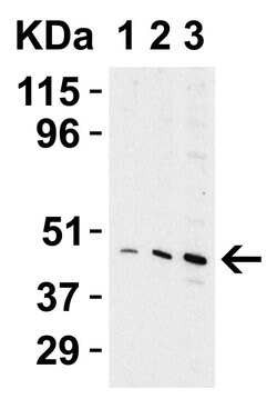Invitrogen TIP47 Polyclonal Antibody 100 &mu;g; Unconjugated:Antibodies,