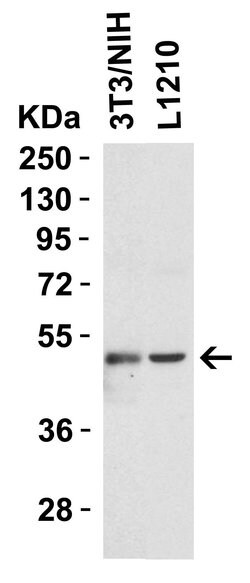 Invitrogen TIP47 Polyclonal Antibody 100 μg; Unconjugated:Antibodies,