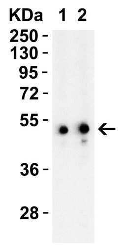 Invitrogen TIP47 Polyclonal Antibody 100 μg; Unconjugated:Antibodies,