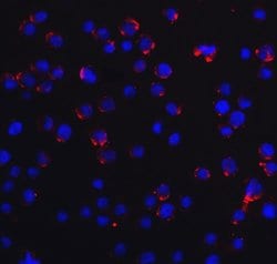 Invitrogen RIG-I Polyclonal Antibody 100 &mu;g; Unconjugated:Antibodies,