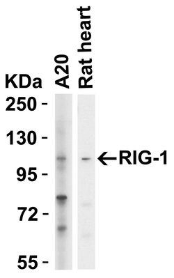 Invitrogen RIG-I Polyclonal Antibody 100 &mu;g; Unconjugated:Antibodies,