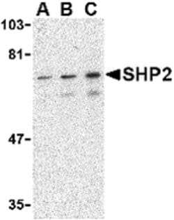 Invitrogen SHP2 Polyclonal Antibody 100 &mu;g; Unconjugated:Antibodies,
