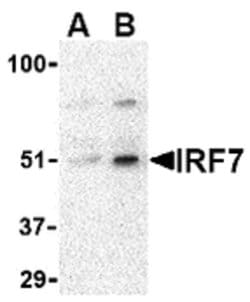 Invitrogen IRF7 Polyclonal Antibody 100 &mu;g; Unconjugated:Antibodies,