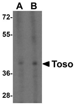 Invitrogen FAIM3 Polyclonal Antibody 100 &mu;g; Unconjugated:Antibodies,