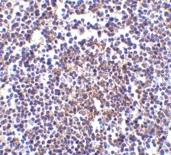 Invitrogen AVEN Polyclonal Antibody 100 &mu;g | Buy Online | Invitrogen&trade; | Fisher Scientific