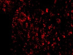 Invitrogen AVEN Polyclonal Antibody 100 &mu;g | Buy Online | Invitrogen&trade; | Fisher Scientific