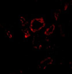 Invitrogen SLUG Polyclonal Antibody 100 &mu;g; Unconjugated:Antibodies,