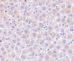 Invitrogen CD254 (RANK Ligand) Polyclonal Antibody 100 μg; Unconjugated:Antibodies,