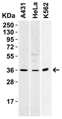 Invitrogen CD254 (RANK Ligand) Polyclonal Antibody 100 μg; Unconjugated:Antibodies,