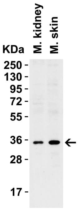 Invitrogen CD254 (RANK Ligand) Polyclonal Antibody 100 μg; Unconjugated:Antibodies,