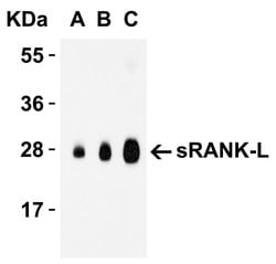 Invitrogen CD254 (RANK Ligand) Polyclonal Antibody 100 μg; Unconjugated:Antibodies,