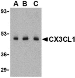 Invitrogen CX3CL1 Polyclonal Antibody 100 μg; Unconjugated:Antibodies,