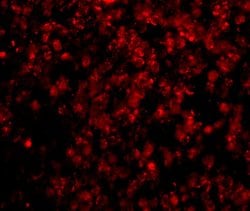 Invitrogen HSL Polyclonal Antibody 100 &mu;g; Unconjugated:Antibodies,