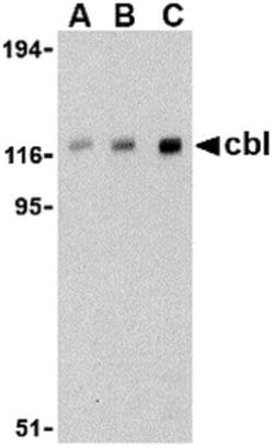 Invitrogen c-Cbl Polyclonal Antibody 100 &mu;g; Unconjugated:Antibodies,