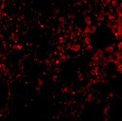 Invitrogen PEN2 Polyclonal Antibody 100 &mu;g; Unconjugated:Antibodies,
