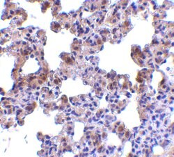 Invitrogen PEN2 Polyclonal Antibody 100 &mu;g; Unconjugated:Antibodies,