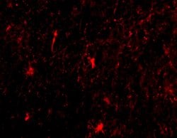Nicastrin Polyclonal Antibody, Invitrogen 100 &mu;g; Unconjugated:Antibodies
