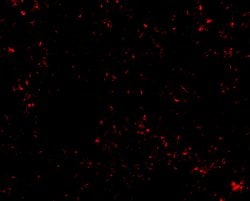 Invitrogen SnoN Polyclonal Antibody 100 &mu;g; Unconjugated:Antibodies,