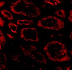 Invitrogen SKI Polyclonal Antibody 100 &mu;g; Unconjugated:Antibodies,