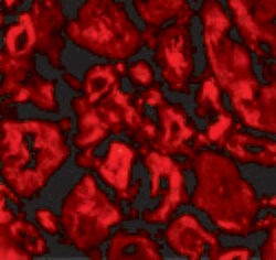 Invitrogen SNW1 Polyclonal Antibody 100 &mu;g; Unconjugated:Antibodies,