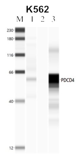 Invitrogen PDCD4 Polyclonal Antibody 100 &mu;g | Buy Online | Invitrogen&trade; | Fisher Scientific