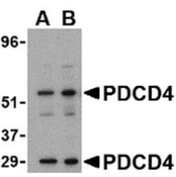 Invitrogen PDCD4 Polyclonal Antibody 100 &mu;g | Buy Online | Invitrogen&trade; | Fisher Scientific