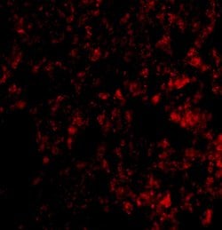 Invitrogen Blimp-1 Polyclonal Antibody 100 &mu;g; Unconjugated:Antibodies,