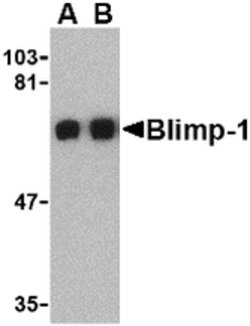 Invitrogen Blimp-1 Polyclonal Antibody 100 &mu;g; Unconjugated:Antibodies,