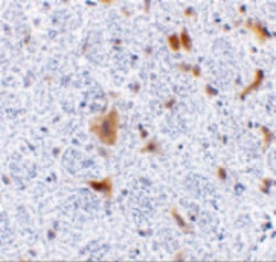 Invitrogen LFG Polyclonal Antibody 100 &mu;g; Unconjugated:Antibodies,