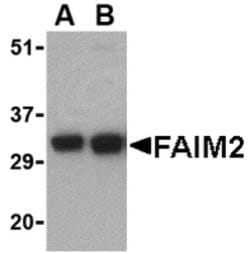Invitrogen LFG Polyclonal Antibody 100 &mu;g; Unconjugated:Antibodies,