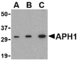 Invitrogen APH1 Polyclonal Antibody 100 &mu;g; Unconjugated:Antibodies,