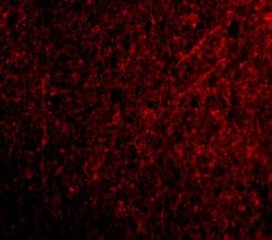 Invitrogen TSLP Polyclonal Antibody 100 &mu;g; Unconjugated:Antibodies,