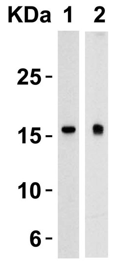 Invitrogen TSLP Polyclonal Antibody 100 &mu;g; Unconjugated:Antibodies,