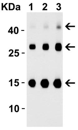Invitrogen TSLP Polyclonal Antibody 100 &mu;g; Unconjugated:Antibodies,