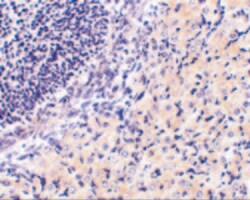 Invitrogen RPAIN Polyclonal Antibody 100 &mu;g; Unconjugated:Antibodies