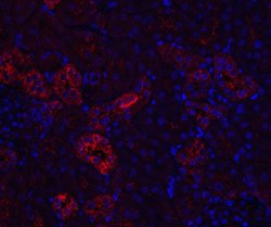 Invitrogen Nephrin Polyclonal Antibody 100 &mu;g; Unconjugated:Antibodies,