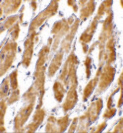 Invitrogen CRTH2 Polyclonal Antibody 100 &mu;g; Unconjugated:Antibodies,
