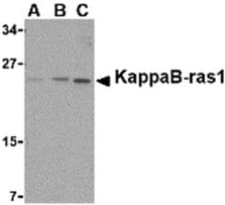 Invitrogen KappaB ras1 Polyclonal Antibody 100 &mu;g; Unconjugated:Antibodies,
