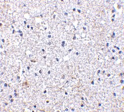 Invitrogen SCO1 Polyclonal Antibody 100 &mu;g | Buy Online | Invitrogen&trade; | Fisher Scientific