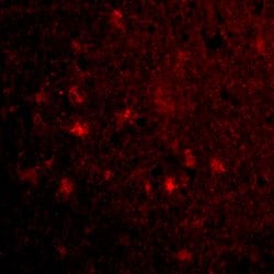 Invitrogen MAVS Polyclonal Antibody 100 &mu;g; Unconjugated:Antibodies,