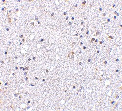 Invitrogen MAVS Polyclonal Antibody 100 &mu;g; Unconjugated:Antibodies,