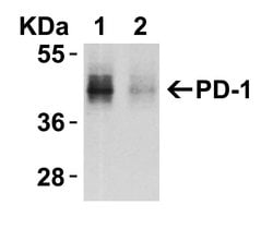 Invitrogen PD-1 Polyclonal Antibody 100 μg; Unconjugated:Antibodies,