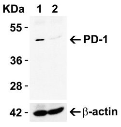 Invitrogen PD-1 Polyclonal Antibody 100 μg; Unconjugated:Antibodies,