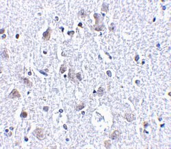 Invitrogen BRSK1 Polyclonal Antibody 100 &mu;g; Unconjugated:Antibodies,