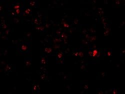 Invitrogen p53AIP1 Polyclonal Antibody 100 &mu;g; Unconjugated:Antibodies,