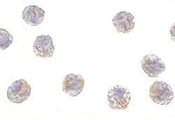 Invitrogen PCBP4 Polyclonal Antibody 100 &mu;g; Unconjugated:Antibodies,