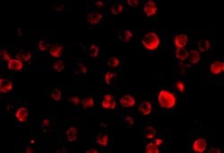 Invitrogen PCBP4 Polyclonal Antibody 100 &mu;g; Unconjugated:Antibodies,